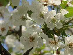Kirschblüte
